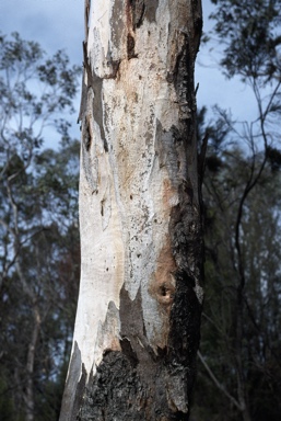 APII jpeg image of Eucalyptus dealbata  © contact APII