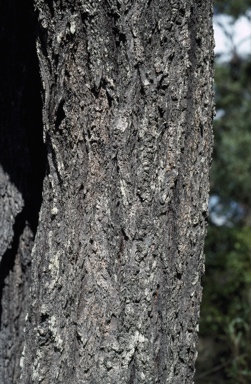 APII jpeg image of Eucalyptus decolor  © contact APII