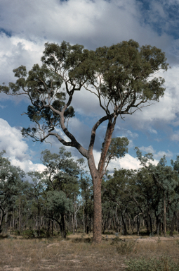 APII jpeg image of Corymbia dolichocarpa  © contact APII