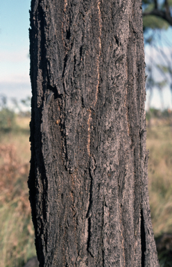 APII jpeg image of Eucalyptus crebra  © contact APII