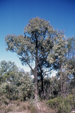 APII jpeg image of Eucalyptus dura  © contact APII