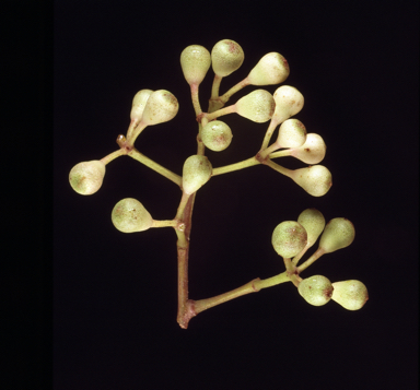 APII jpeg image of Corymbia ellipsoidea  © contact APII