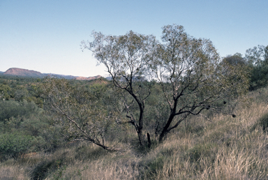 APII jpeg image of Corymbia eremaea  © contact APII