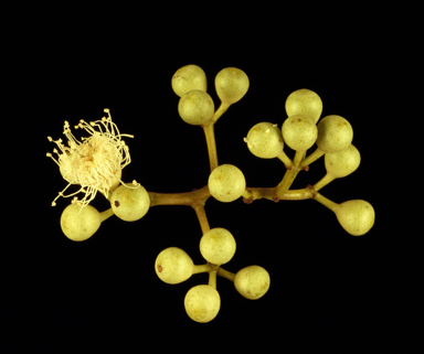 APII jpeg image of Corymbia erythrophloia  © contact APII