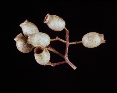 APII jpeg image of Corymbia erythrophloia  © contact APII
