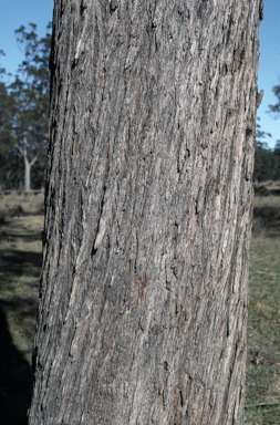 APII jpeg image of Eucalyptus eugenioides  © contact APII