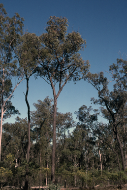 APII jpeg image of Eucalyptus fibrosa subsp. fibrosa  © contact APII
