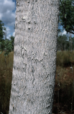 APII jpeg image of Eucalyptus fitzgeraldii  © contact APII