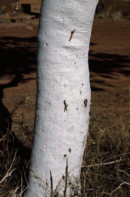 APII jpeg image of Corymbia flavescens  © contact APII