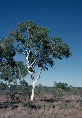 APII jpeg image of Corymbia flavescens  © contact APII