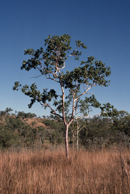 APII jpeg image of Corymbia flavescens  © contact APII