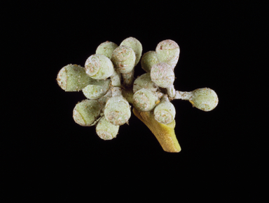 APII jpeg image of Corymbia flavescens  © contact APII