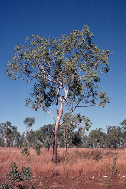 APII jpeg image of Corymbia foelscheana  © contact APII