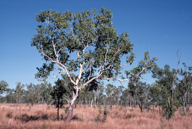 APII jpeg image of Corymbia foelscheana  © contact APII