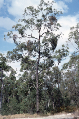 APII jpeg image of Eucalyptus fusiformis  © contact APII