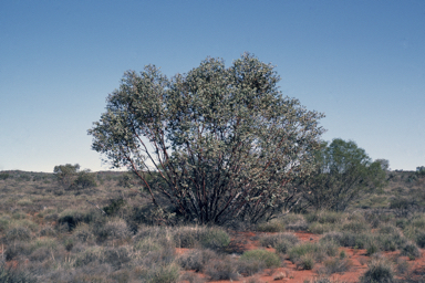 APII jpeg image of Eucalyptus gamophylla  © contact APII