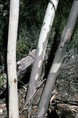 APII jpeg image of Eucalyptus gillenii  © contact APII