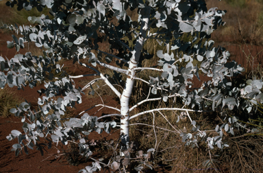 APII jpeg image of Eucalyptus gongylocarpa  © contact APII