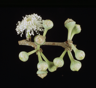 APII jpeg image of Corymbia grandifolia  © contact APII