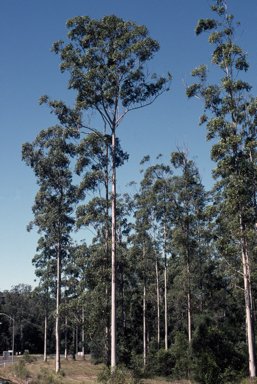 APII jpeg image of Eucalyptus grandis  © contact APII