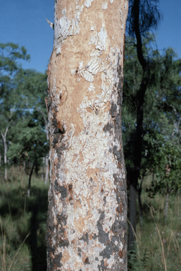 APII jpeg image of Corymbia greeniana  © contact APII