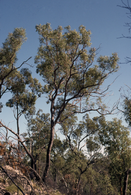 APII jpeg image of Corymbia hendersonii  © contact APII