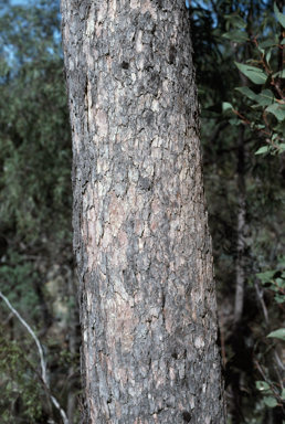 APII jpeg image of Corymbia hendersonii  © contact APII