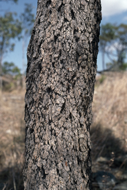 APII jpeg image of Corymbia hylandii  © contact APII