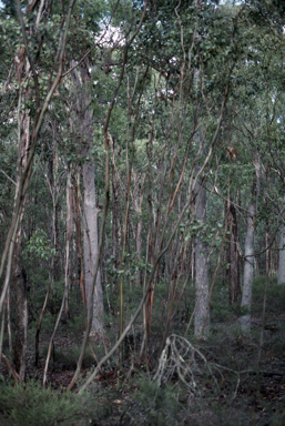 APII jpeg image of Eucalyptus infera  © contact APII