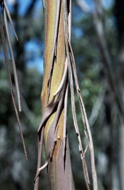 APII jpeg image of Eucalyptus infera  © contact APII