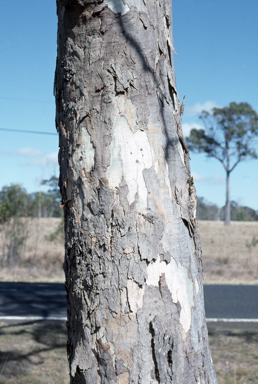 APII jpeg image of Eucalyptus interstans  © contact APII