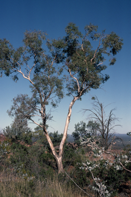 APII jpeg image of Eucalyptus intertexta  © contact APII