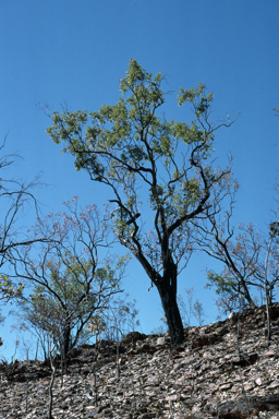 APII jpeg image of Eucalyptus jensenii  © contact APII
