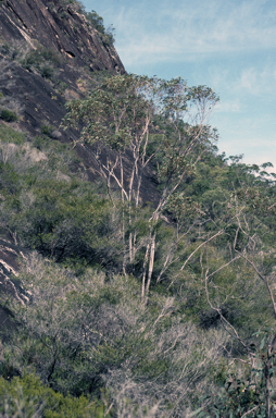 APII jpeg image of Eucalyptus kabiana  © contact APII