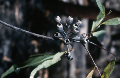 APII jpeg image of Corymbia kombolgiensis  © contact APII