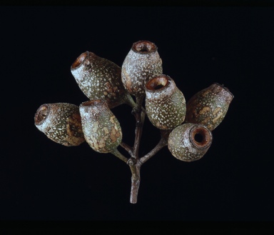 APII jpeg image of Corymbia lamprophylla  © contact APII