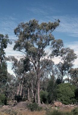 APII jpeg image of Eucalyptus largiflorens  © contact APII