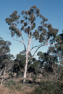 APII jpeg image of Eucalyptus amplifolia subsp. sessiliflora  © contact APII
