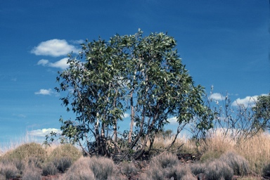 APII jpeg image of Eucalyptus sp.  © contact APII