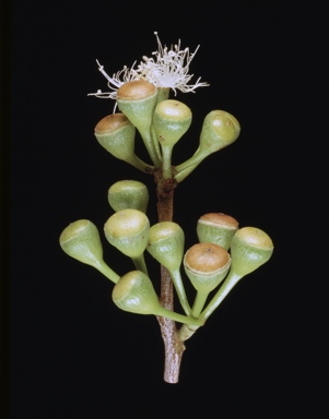 APII jpeg image of Corymbia aparrerinja subsp. dallachiana  © contact APII