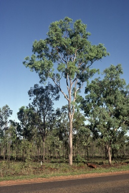 APII jpeg image of Eucalyptus leptophleba  © contact APII