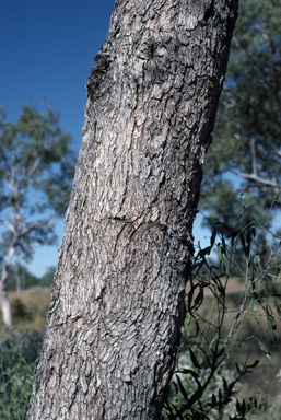 APII jpeg image of Eucalyptus limitaris  © contact APII