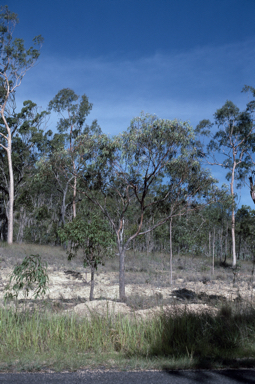 APII jpeg image of Eucalyptus lockyeri subsp. lockyeri  © contact APII