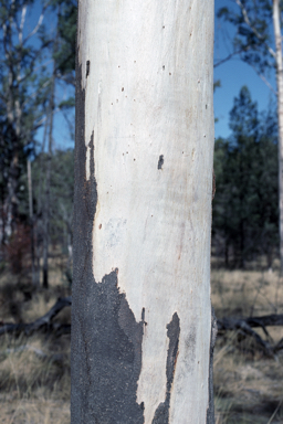 APII jpeg image of Eucalyptus longirostrata  © contact APII