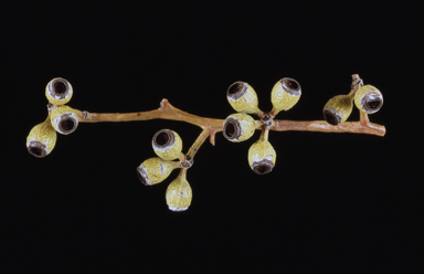 APII jpeg image of Eucalyptus lucasii  © contact APII