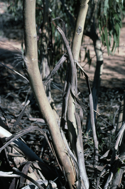 APII jpeg image of Eucalyptus lucens  © contact APII