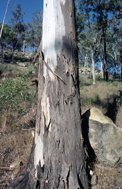 APII jpeg image of Eucalyptus major  © contact APII