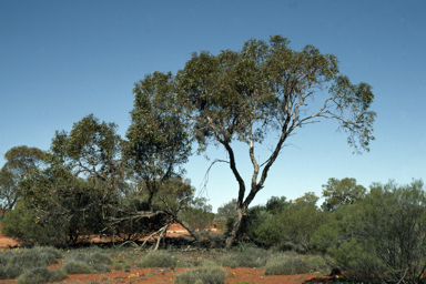 APII jpeg image of Eucalyptus mannensis subsp. mannensis  © contact APII