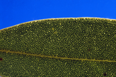 APII jpeg image of Eucalyptus mannensis subsp. mannensis  © contact APII