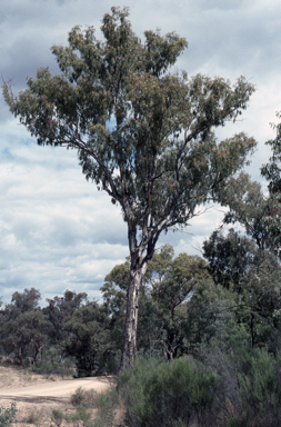 APII jpeg image of Eucalyptus melliodora  © contact APII
